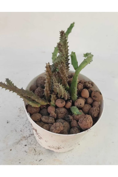 Leş Kaktüs-8.5 cm Saksı-ref 19f/94 ürün görseli 1