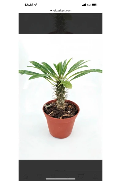 Madagaskar Palmiyesi ürün görseli 1