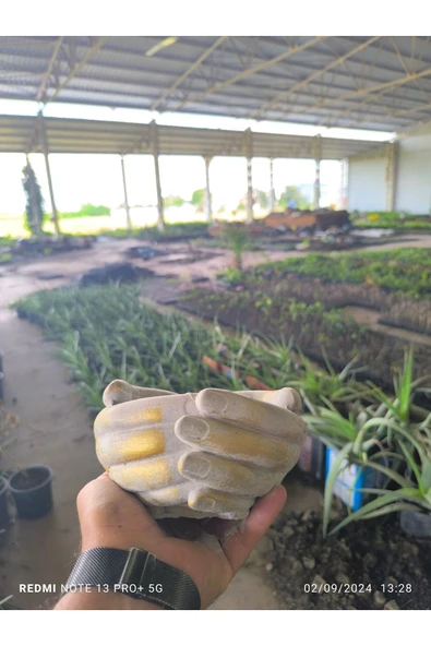 Avuç şeklinde taş Orkide bonsai ve aranjman saksısı ürün görseli 1