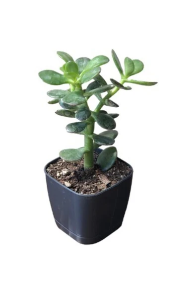 Tüplü Para Ağacı Çiçeği 15- 25 Cm ürün görseli 1