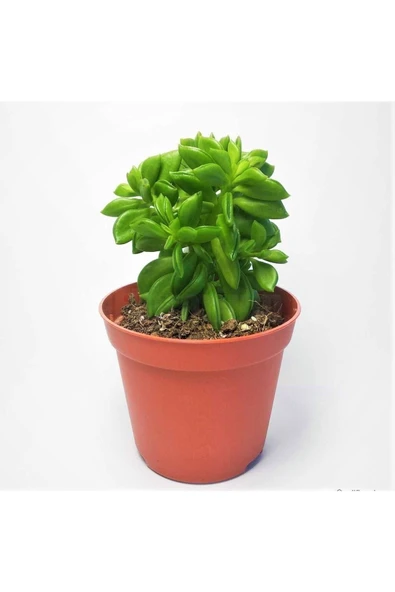 Peperomia Nivalis Sukulent 5,5 Cm Saksıda ürün görseli 1