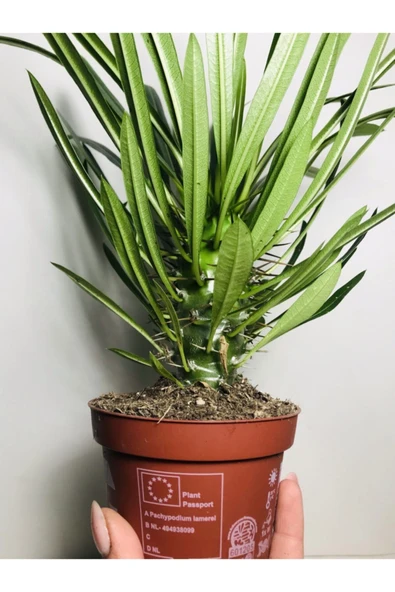 Madagaskar Palmiyesi Pachypodium Lamerei ürün görseli 1