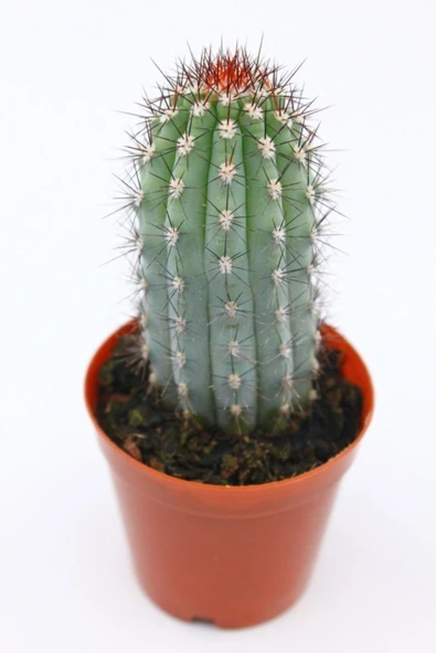 Mavi Sütun Kaktüs - 5.5 Cm Saksı ürün görseli 1