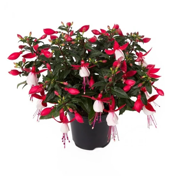 Fuchsia Cultivars Küpeli Çiçeği Fidanı 10-20 cm ürün görseli 1