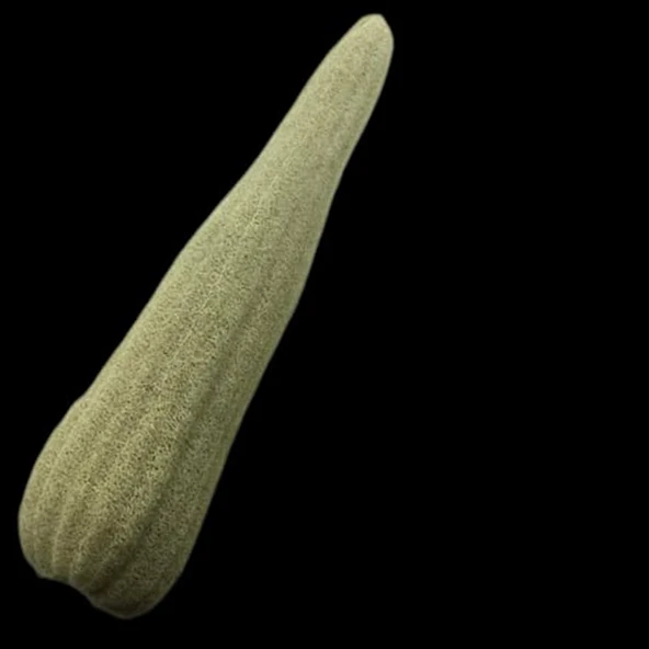 Loofah ( Kabak ) Ham Kabak - Resim 2