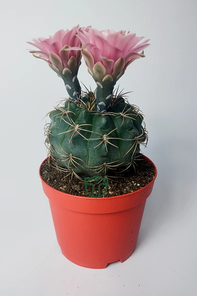 Gymnocalycium Baldianum - çiçek açan nadir kaktüs - kolay bakım - canlı renkler - 8.5 cm saksıda ürün görseli 1
