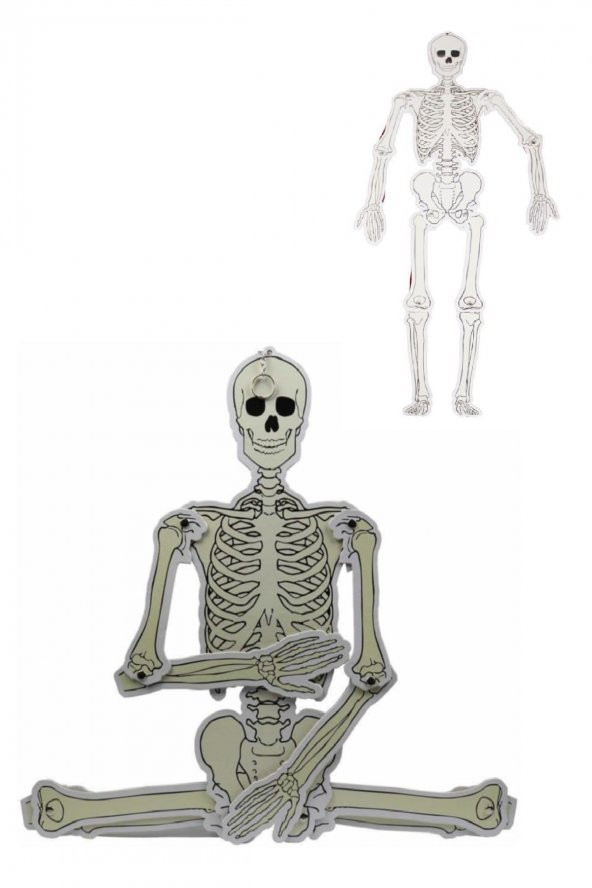 Büyük Boy Karton Iskelet Modeli 90 Cm 1 Adet ürün görseli 1