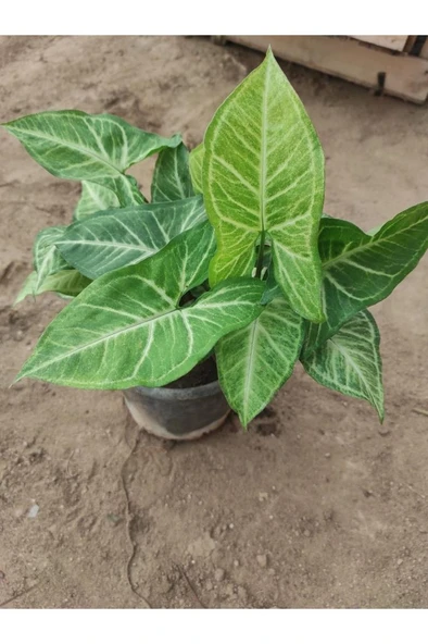 Melek Kanadı Çiçeği Fidanı 10-20 cm ürün görseli 1