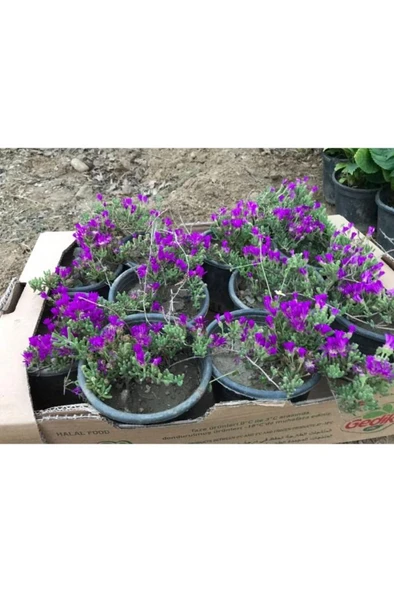 Acem Halısı Çiçeği 10-20 cm - Resim 2
