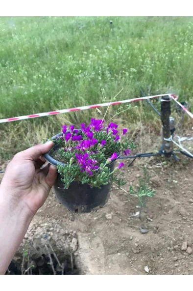 Acem Halısı Çiçeği 10-20 cm ürün görseli 1
