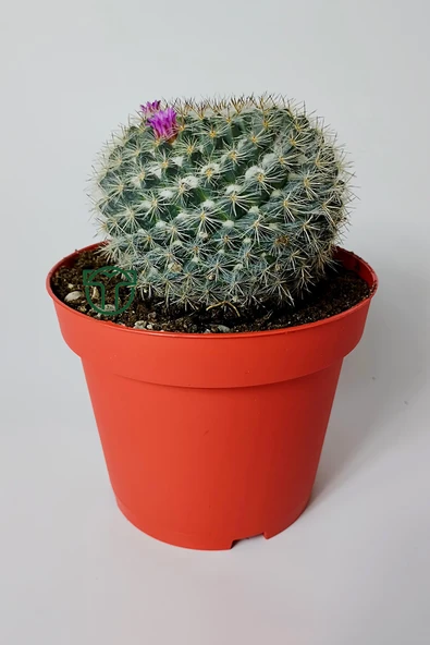 Yaşlı Kadın Kaktüsü (Mammillaria Hahniana) – kolay bakım, küçük çiçekler 8.5 cm saksıda ürün görseli 1