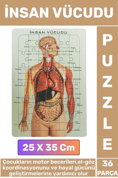 Eğitici Eğlenceli El-Göz Koordinasyonu Motor Becerisi Geliştiren 36 Parça Puzzle İNSAN VÜCUDU ürün görseli 1