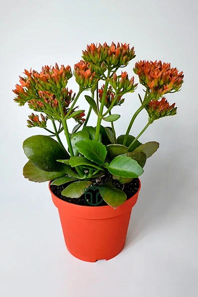 Kalanchoe Blossfeldiana çiçek açan sukulent Flaming Katy 12 cm saksıda ürün görseli 1