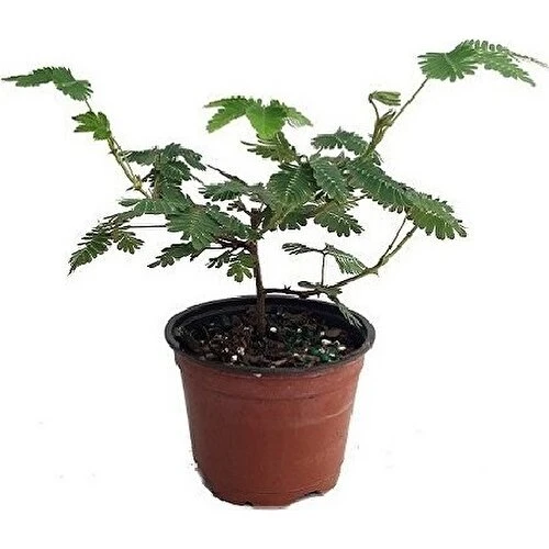 Hassas Küstüm Çiçeği 20-30 cm Saksıda Mimosa Pudica ürün görseli 1