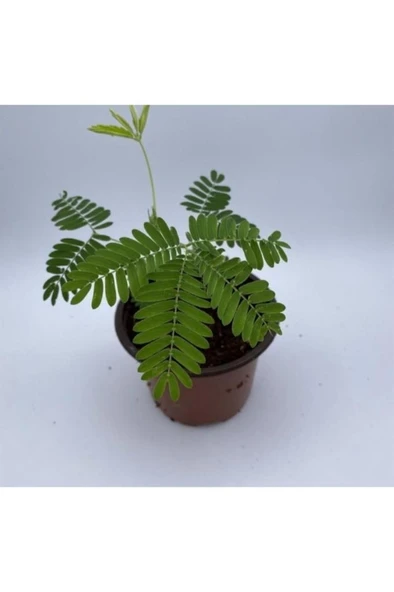 Küstüm Çiçeği Fidanı Saksıda 3 Adet 10-20 cm ürün görseli 1