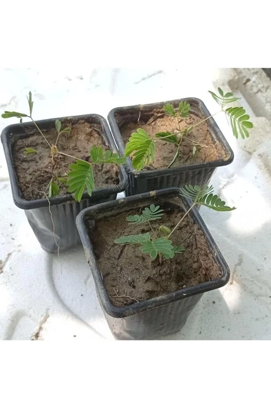 Küstüm Çiçegi Küçük Saksıda 3 Adet 10-20 cm ürün görseli 1