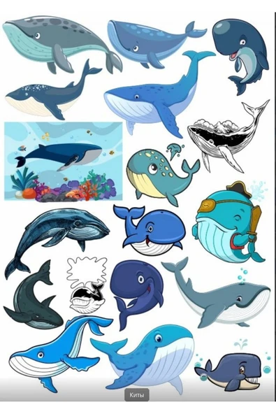 Balina Sticker Set 3 ürün görseli 1