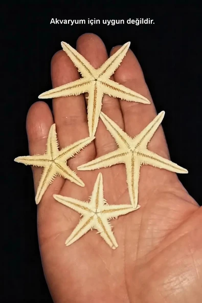 10 Adet Gerçek Deniz Yıldızı - Resim 2