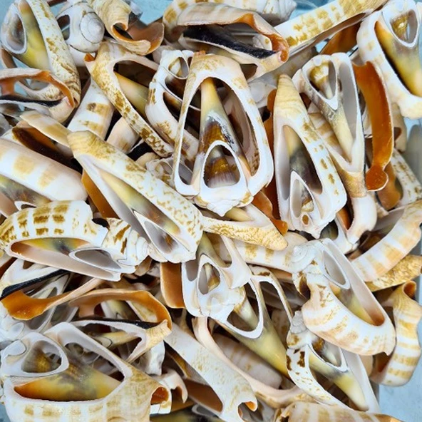 Luahnus Kesik  Deniz Kiloluk Deniz Kabuğu (1 KG) ürün görseli 1