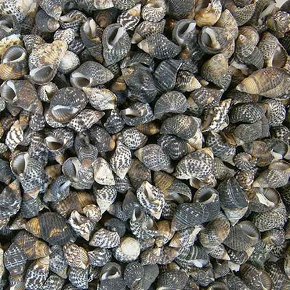 Nassarius Gaudiosus Kiloluk Deniz Kabuğu (250 GR) ürün görseli 1