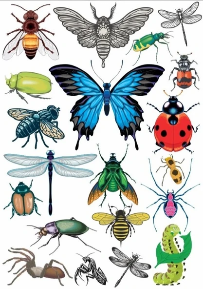 Kelebekler Sticker Set ürün görseli 1