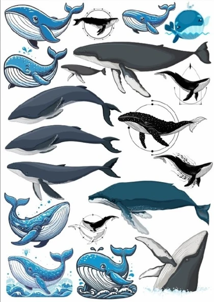 Balina Sticker Set ürün görseli 1