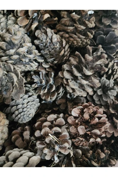Kırık Çıra Kozalağı 250 Gram Tutuşturucu Mangal Kozalak Ahşap Doğal Kozalak ürün görseli 1