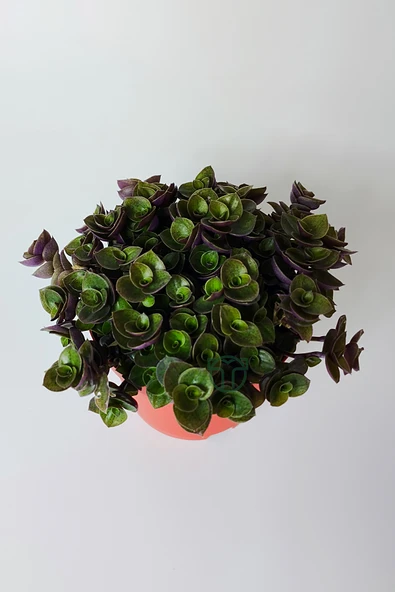 Callisia Repens (Turtle Vine) – Dekoratif Sarkan Ev Bitkisi - Resim 4