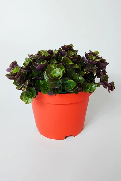 Callisia Repens (Turtle Vine) – Dekoratif Sarkan Ev Bitkisi ürün görseli 1