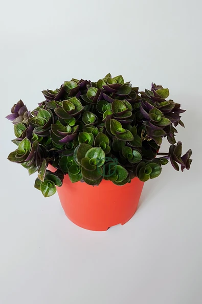 Callisia Repens (Turtle Vine) – Dekoratif Sarkan Ev Bitkisi - Resim 5