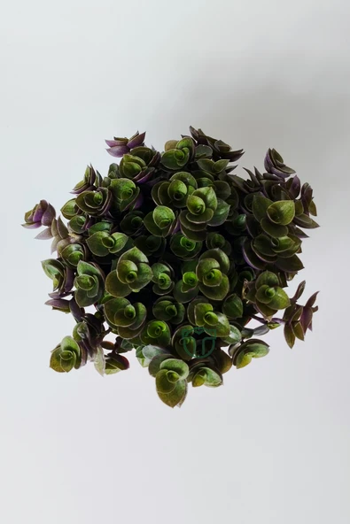 Callisia Repens (Turtle Vine) – Dekoratif Sarkan Ev Bitkisi - Resim 3