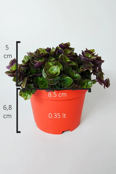 Callisia Repens (Turtle Vine) – Dekoratif Sarkan Ev Bitkisi - Resim 2