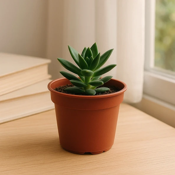 Plastik Orta Boy Saksı (10 Adet) 14cm Genişlik 12 Cm Yükseklik ürün görseli 1
