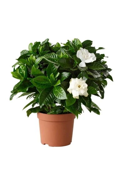 Gardenya Jasminoides Kokulu Gardenya Ev Ve Ofis Bitkisi 10-20 Cm ürün görseli 1
