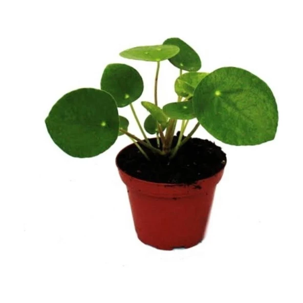 Çin Pilea Para Çiçeği Fidanı 10-20 cm ürün görseli 1