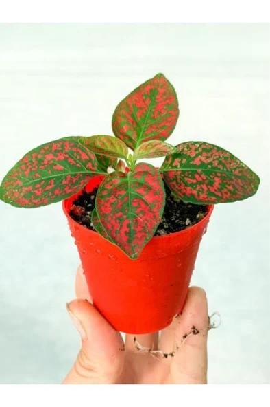 Hostes Fittonia Hypoestes Çiçeği Fidanı Çilli Kırmızı 10-20 Cm ürün görseli 1
