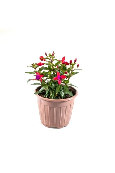 Kırmızı Mor Fuchsia Cultivars Küpeli Çiçeği Fidanı 10-20 cm ürün görseli 1