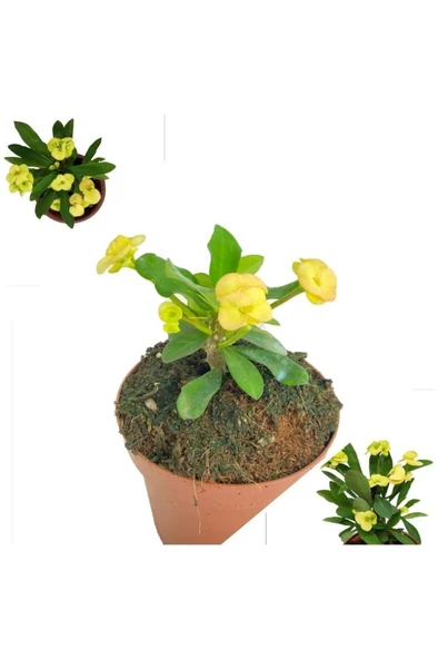 Sarı Dikenler Tacı Japon Iğnesi Dikenler Tacı Euphorbia Milii 10-20 cm ürün görseli 1