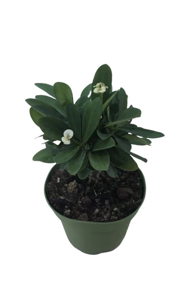 Beyaz Dikenler Tacı Euphorbia Milii Japon Iğnesi Fidanı Saksılı 10-20 cm ürün görseli 1