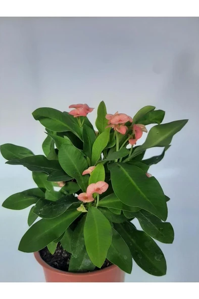 Pembe Japon Iğnesi Dikenler Tacı Euphorbia Milii Fidanı 10-20 cm ürün görseli 1
