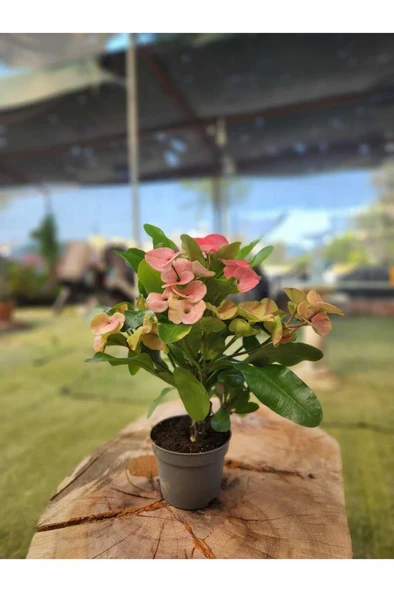 Japon Iğnesi Dikenler Tacı Euphorbia Milii Fidanı Saksılı 10-20 cm ürün görseli 1