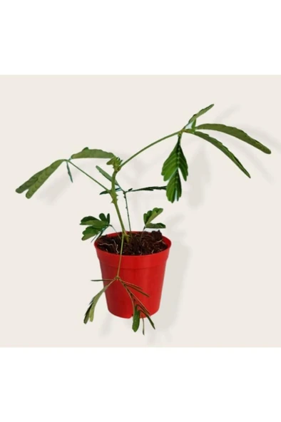 küstüm Çiçeği Fidesi 10-20 cm - Resim 2