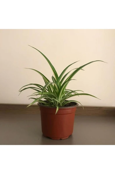 Kurdela Çiçeği Fidanı Canlı Çiçek 10-20 cm ürün görseli 1