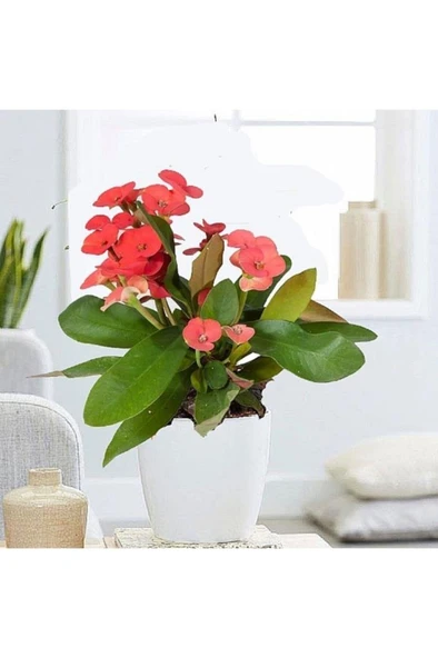 Kırmızı Japon Iğnesi Dikenler Tacı Euphorbia Milii Fidanı 10-20 cm ürün görseli 1