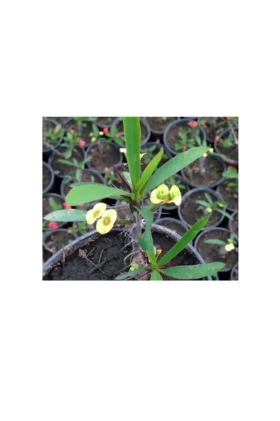 Euphorbia Milii Fidanı Saksılı 10-20 cm Japon Iğnesi Dikenler Tacı ürün görseli 1