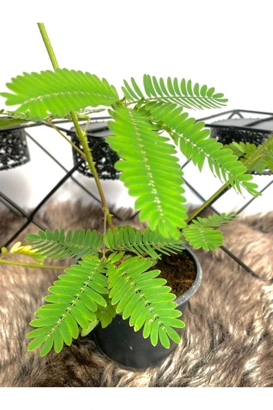 Küstüm Çiçeği Mimosa Pudica 10-20 cm ürün görseli 1