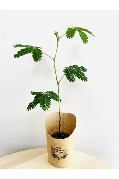 Mimosa Pudica Küstüm Çiçeği Canlı Bitki 10-20 cm ürün görseli 1