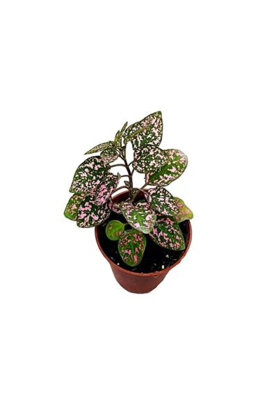 Pembe Fittonia Hostes Çiçeği Fidanı 10-20 cm ürün görseli 1