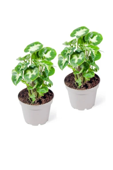 Syngonium Pixie - Set 2 Adet Melek Kanadı Çiçeği Fidanı 10-20 cm ürün görseli 1