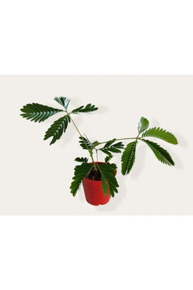 Mimosa Pudica (küstüm Çiçeği) Fidesi 10-20 cm ürün görseli 1